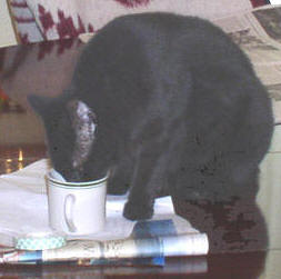 cat with coffee and newspaper