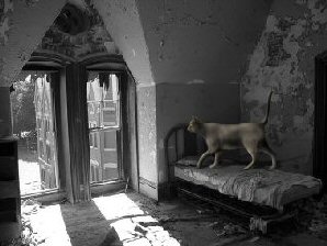cat in asylum