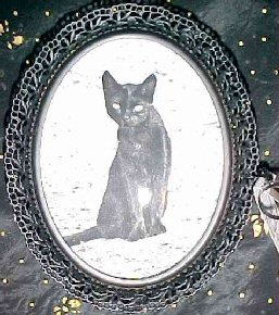 cat in mirror