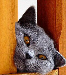 cat with head between bars