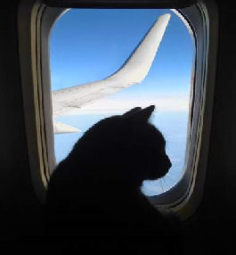 cat on a plane