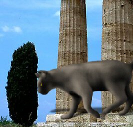 large black cat on steps of Green temple