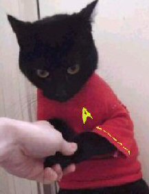 cat in Star Trek shirt