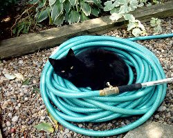 cat on hose