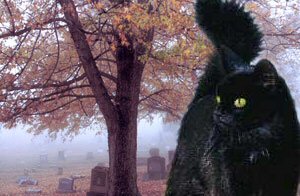 cat in cemetery