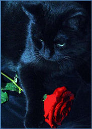 cat with a rose