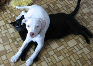 dog straddling cat