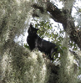 cat in tree with Spanish moss