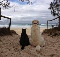 cat and dog on beach