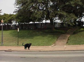 cat in Dealey Plaza