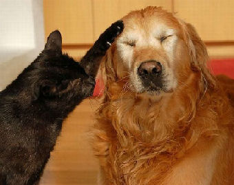 cat examining dog