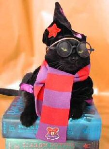 cat in wizard hat and scarf