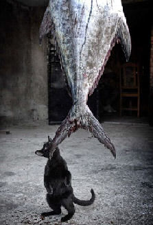 cat eating large fish