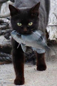 cat with fish in mouth