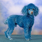 blue poodle