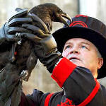 yeoman warder with raven