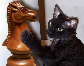 cat with chess piece