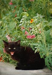 cat in garden