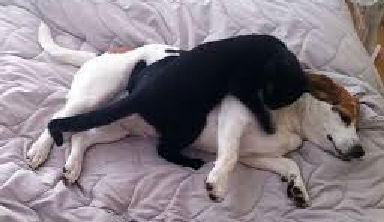 black cat tackling a terrier