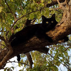 black cat in tree