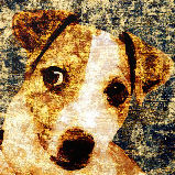 Jack Russell terrier
