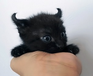 kitten with horns