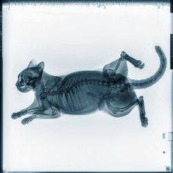 digital image of cat anatomy