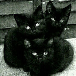 three black kittens
