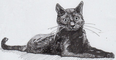 cat drawing