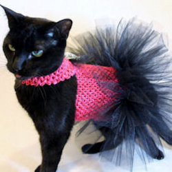 cat in tutu