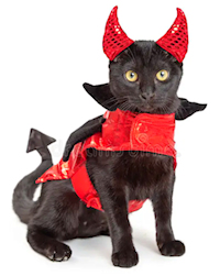 cat in devil costume