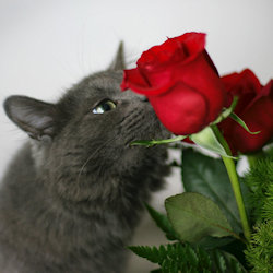 cat smelling rose