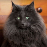 long-haired black cat