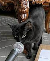 cat in front of microwave