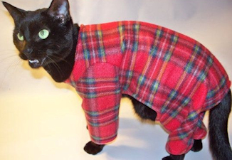 cat in pajamas