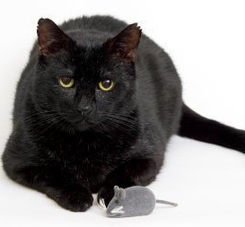 cat with toy mouse