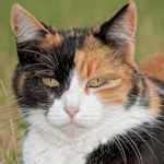 calico cat