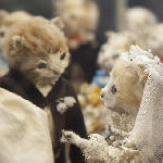 kitten bride and groom