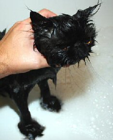 hand holding wet cat