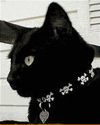 cat with pirate collar