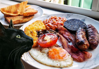 cat with English breakfast