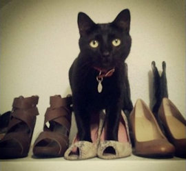 cat with shoes