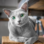 Russian blue