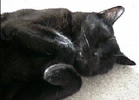 sleeping cat
