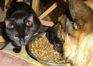 cat with German Shepherd