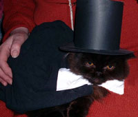 cat in top hat and tails