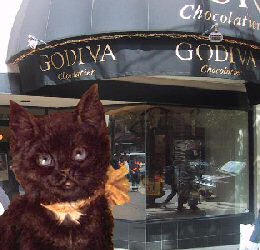 cat at Godiva