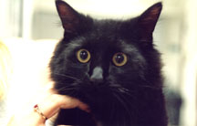 person's hand around cat's neck