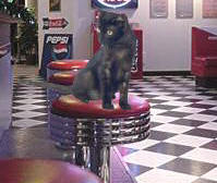 cat in diner