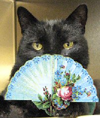 cat with fan